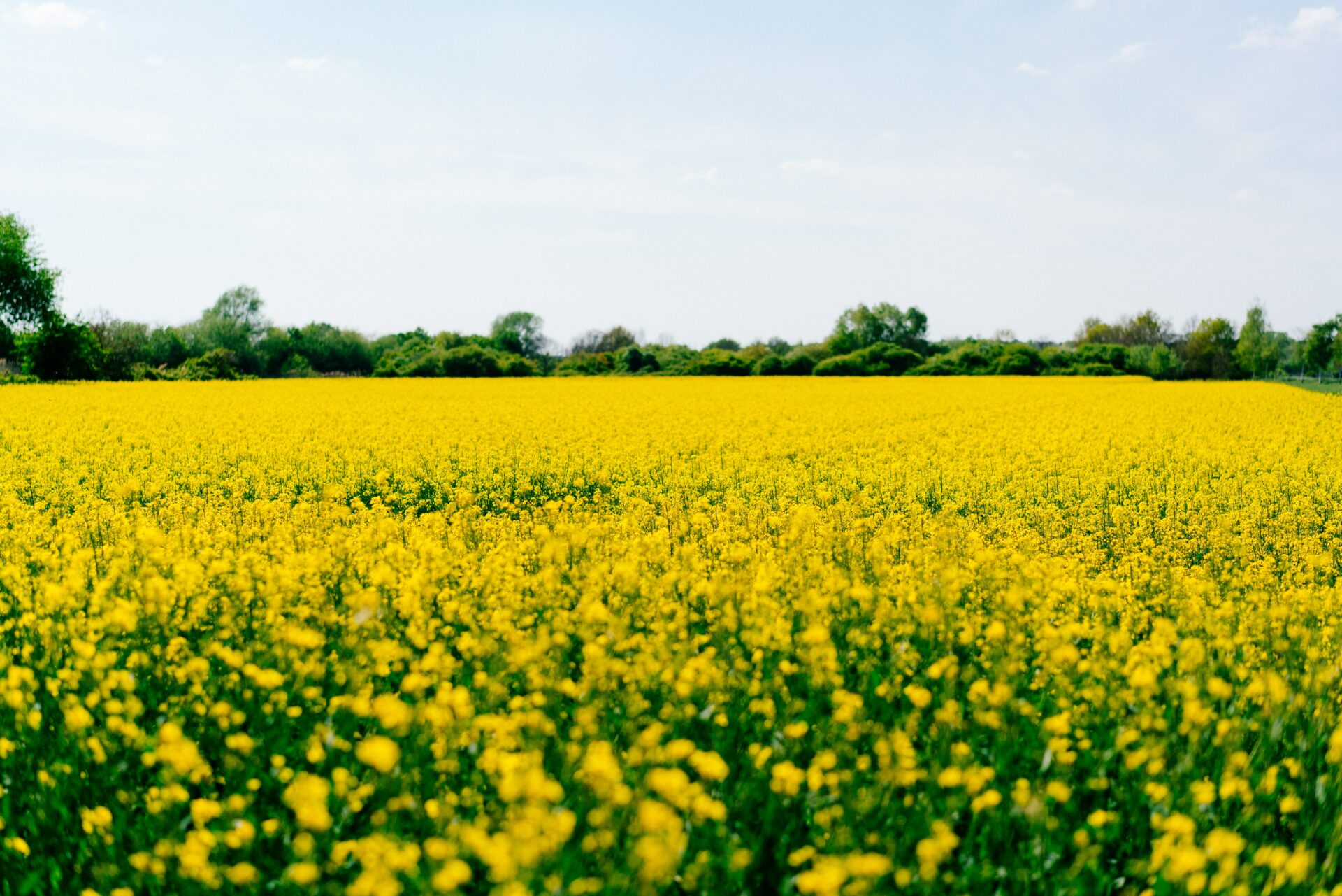 picture of a flower field