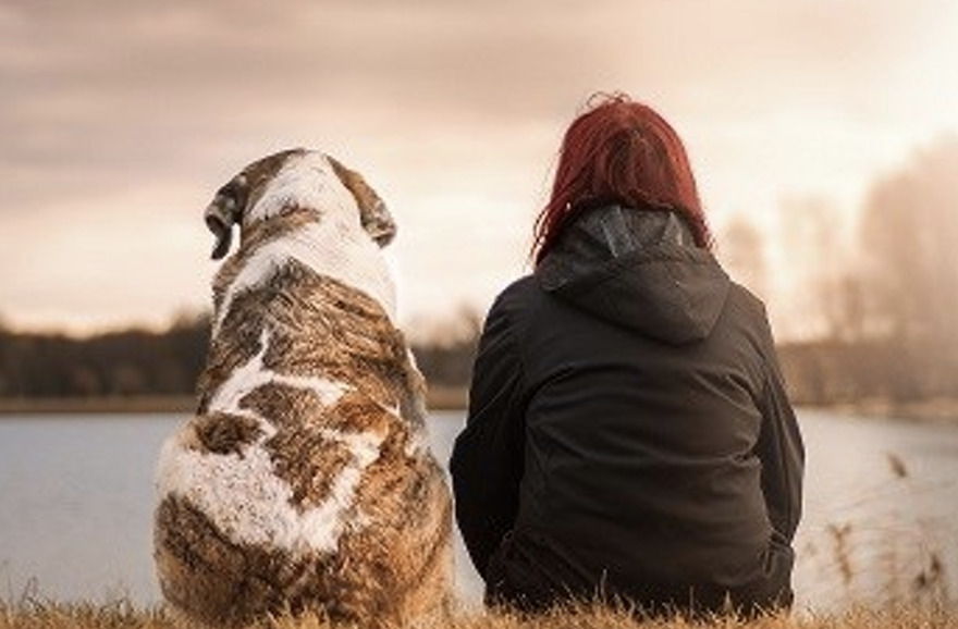 Pets as therapy